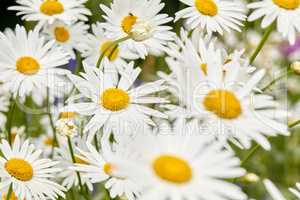 Closeup of white Marguerite daisies growing in a garden or meadow for medicinal horticulture or chamomile tea leaves harvest. Argyranthemum frutescens flowers blooming in a field