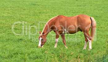 Brown horse eating grass on a field in the countryside with copyspace. One stallion or pony grazing in lush green pasture and meadow on a sunny day. Breeding livestock equine animals on ranch or farm