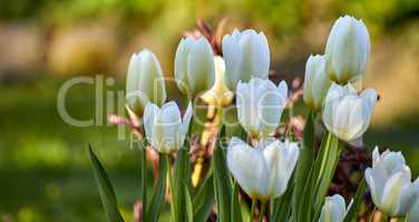 Wallpaper of white tulip flowers growing in a garden outside with bokeh background for copy space. Many open blooms on delicate bulb plants growing in a green backyard for quiet nature scene