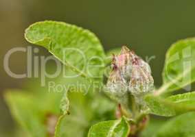 Malus pumila flower growing in a ecological garden with copy space. Closeup of beautiful paradise apple plant blooming and blossoming in nature during spring in an organic meadow or field environment