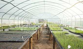 Variety of green saplings, seedlings, plants in an empty farm greenhouse. Growing agriculture for planting, sustainability, fresh produce and consumables. Controlling temperature with polycarbonate