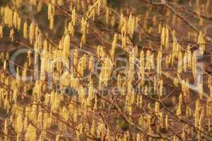 Closeup of yellow hazel catkin growing from dry tree branches or stems in home garden at sunset. Group of hanging budding flowers in remote forest or woods. Environmental nature conservation on trees
