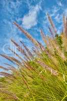 Closeup of wild fountain grass growing in a lush green field in a remote area and empty landscape against a blue sky. Bush and shrubs sprouting alone an abandoned hiking and trekking trail on a hill