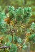 Closeup of a fir or cedar tree branch growing in quiet woods in Sweden. Green leaves or pine needles in a remote coniferous forest. Environmental nature conservation and cultivation of resin trees