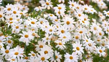 Closeup of fresh daisies and flowers in growing in a lush green garden. A bunch of white blossoms in a meadow, beauty in nature and peaceful, relaxing fresh air. Bright blooms in a zen backyard