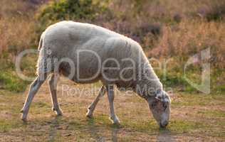 A hungry sheep walks and eats grass on a green blooming field on a farm. Furry Sheep grazing in an ecologically sustainable meadow during sunset in Rebild National Park, Denmark on a summer day