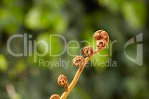 Closeup of a Male Wood Fern against a blurry background in a lush green garden or forest. Zoom in on brown plant growing in a field. Macro details, texture and nature pattern of a budding Worm Fern