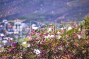 Pink paperflower on green stems growing on a hill side against a urban city background. Closeup of scenic landscape environment with fine bush indigenous plant and flower species growing on mountain