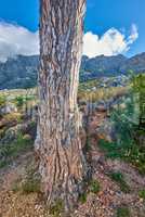 Tree trunk with view of mountains and cloudy blue sky in the background. Remote location of foliage and greenery close to Table Mountain. Landscape of green vegetation on a hill in summer in nature