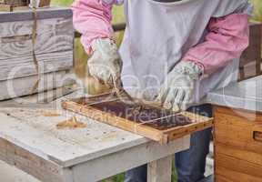 The good news about bees is that they are pretty well independent. Shot of a woman working with a hive frame on a farm.