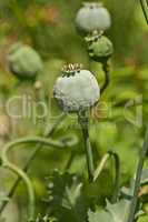 Closeup of green opium poppy plants growing against a bokeh copy space in a lush green home garden for seeds used on bread and cooked food. Papaver somniferum in horticulture and cultivation backyard