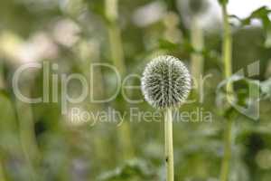 Wild globe thistle or echinops exaltatus flowers growing in a botanical garden with blurred background and copy space. Closeup of asteraceae species of plants blooming in nature on a sunny day