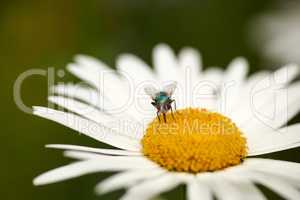 A greenbottle fly pollinating a white flower closeup. Macro details of a tiny blowfly insect feeding nectar from a daisy flowering plant during pollination in a backyard garden or green park