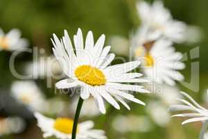 Beautiful vibrant daisies growing in a backyard or park in spring season. One white daisy Marguerite flower with sunlight in a garden. Closeup details of pretty bright flower petal outdoor in summer.