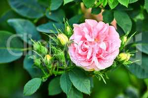 Colorful pink flowers growing in a garden. Closeup of great maidens blush roses or rosa alba incarnata with bright petals blooming and blossoming in nature on a sunny day in spring from above