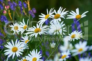 Daisy flowers growing in a field or botanical garden on a sunny day outdoors. Marguerite or english daisies with white petals blooming in spring. Beautiful and bright plants blossoming in nature