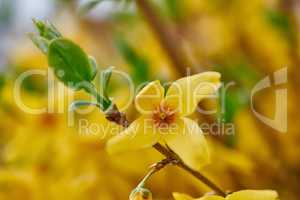 Beautiful vibrant border forsythia flower growing in a backyard or garden in spring season. Closeup of a yellow plant with bokeh background. Closeup details of pretty bright petal outdoor in summer