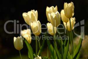 Yellow garden flowers growing against a black background. Closeup of didiers tulip from the tulipa gesneriana species with vibrant petals and green stems blooming in nature on a day in spring