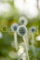 Wild globe thistle or echinops exaltatus flowers growing in a botanical garden with blurred background and copy space. Closeup of asteraceae species of plants blooming in nature on a sunny day