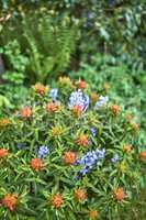 Bright and colorful flowering plants growing in a garden or park on a sunny day outdoors in spring. Vibrant orange fireglow griffiths spurge and purple spanish bluebell flowers blooming in nature