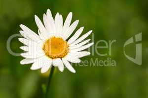 A pure white daisy flower growing in a botanical garden or grassy fields in Spring. A beautiful isolated, natural closeup of a blooming marguerite plant with green blurred background.