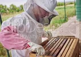 Owning a colony is a huge responsibility. a beekeeper opening a hive frame on a farm.