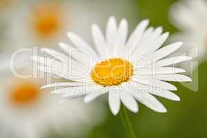 One white daisy Marguerite flower growing in a garden. Closeup details of pretty bright flower petal textures outdoor. Gardening perennial plant for yard decoration or green park landscaping