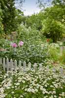 Colorful plants in a cultivated green area. A bright green garden with vibrant flowers outdoors on a spring day with a white picket fence. Beautiful lush foliage in a backyard on a sunny summer day.