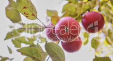 Red apples growing on trees for harvest in an orchard outdoors. Closeup of ripe, nutritious and organic fruit cultivated in season on a lush farm or grove. Delicious fresh produce ready to be picked