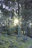 Lush forest with sunshine coming through trees. Calm and natural, outdoor setting during the spring with various plants and greenery. Springtime on the East coast in Kattegat of Jutland, near Denmark