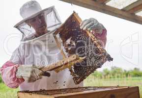 Keeping bees comes with its fair share of adrenaline rushes. a beekeeper opening a hive frame on a farm.
