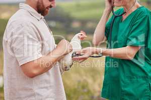 Just like humans, chickens sometimes get sick too. Closeup shot of a veterinarian using a stethoscope to assess a chicken on a poultry farm.