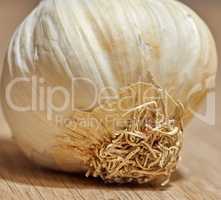 Food stuff. Closeup of a garlic head with curly roots at the base. One organic herb plant on a wooden table in a kitchen. An Ingredient or vegetable for cooking used to add flavor and taste.