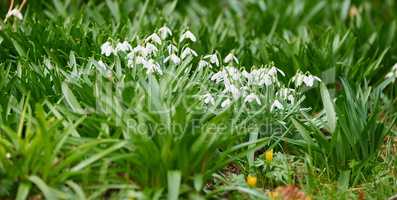 Closeup of pure white snowdrop or galanthus flowers blooming in a garden in spring. Bulbous, perennial and herbaceous plant from the amaryllidaceae species thriving in a peaceful yard outdoors