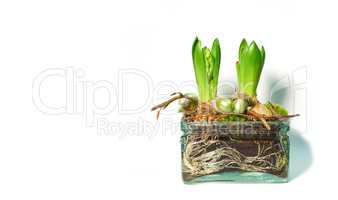 Tiny seedlings germinating into leaves with buds. Ecosystem of plant life developing and growing. Closeup of green crocus flavus flower with roots and bulbs sprouting in glass vase isolated on white