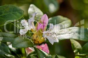 Closeup of Great Laurel growing in a green garden with a blurry background on a sunny day. Macro details of colorful flowers in harmony with nature, tranquil wild plants in a zen, quiet backyard