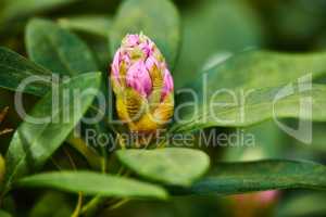 Spring has sprung. Rhododendron Flowers in my garden.