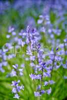 Colorful purple flowers growing in a garden. Closeup of beautiful spanish bluebell or hyacinthoides hispanica foliage with vibrant petals blooming and blossoming in nature in spring