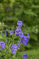 Blue meadow geranium flowers in a backyard garden in summer. Violet flora growing and blooming in a park or on a lawn against a green nature background in spring. Flowering plant blossoming in nature