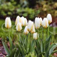 Beautiful white tulips growing in a backyard garden in summer. Pretty flowering plants beginning to bloom and blossom on a flowerbed on a lawn. Flowers open up during spring in a field or park