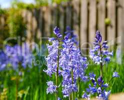 Bluebell flowers growing in garden or overgrown backyard in spring. Nature view of delicate blue flowering plants in a field with copy space. Closeup of vibrant indigo hyacinths in lush meadow