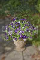 Wild flowering plant used for gardening decoration and landscaping. Flower pot with purple petunias growing in a backyard home garden on a patio. Beautiful flowerheads blooming and blossoming outside