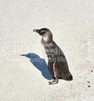 Black footed African penguin scratching, cleaning or self grooming on sand beach of a conservation reserve in South Africa. Protected endangered waterbirds, aquatic sea or ocean wildlife for tourism