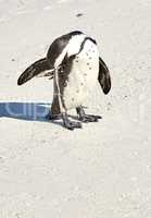 Black footed African penguin scratching, cleaning or self grooming on sand beach of a conservation reserve in South Africa. Protected endangered waterbirds, aquatic sea or ocean wildlife for tourism