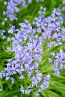 Spanish bluebell flowers, a species of Hyacinthoides, blooming and blossoming in a field or botanical garden outside. Wild flowering plants thriving outdoors and used for outdoor landscaping