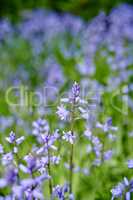 Bluebell flowers growing and blooming in a backyard garden or park in nature. Scilla siberica flowering plants blossoming on a field or meadow in summer. Violet flora in a quiet natural environment