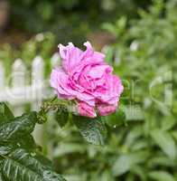 A detail closeup of a rose in the garden. Blossoming pink flower macro with water drops on dark green leaves. Single bloom against a background of greenery and a white picket fence