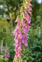 The foxgloves in the garden. Colorful foxgloves - digitalis purpurea.