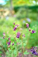 Colorful purple flowers growing in a garden. Closeup of beautiful common columbine, grannys bonnet or aquilegia vulgaris plants with vibrant petals blooming and blossoming in nature on a sunny day