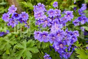 A bush of blue hardy geraniums in the backyard. Flowering bush of indigo flowers blooming in a botanical garden or backyard in spring outside. Delicate perennial wild blossoms growing in nature